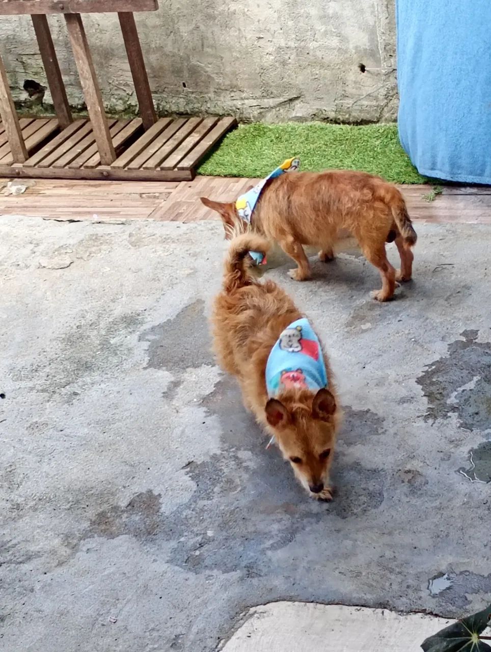 2 cães para doação  - Foto 2