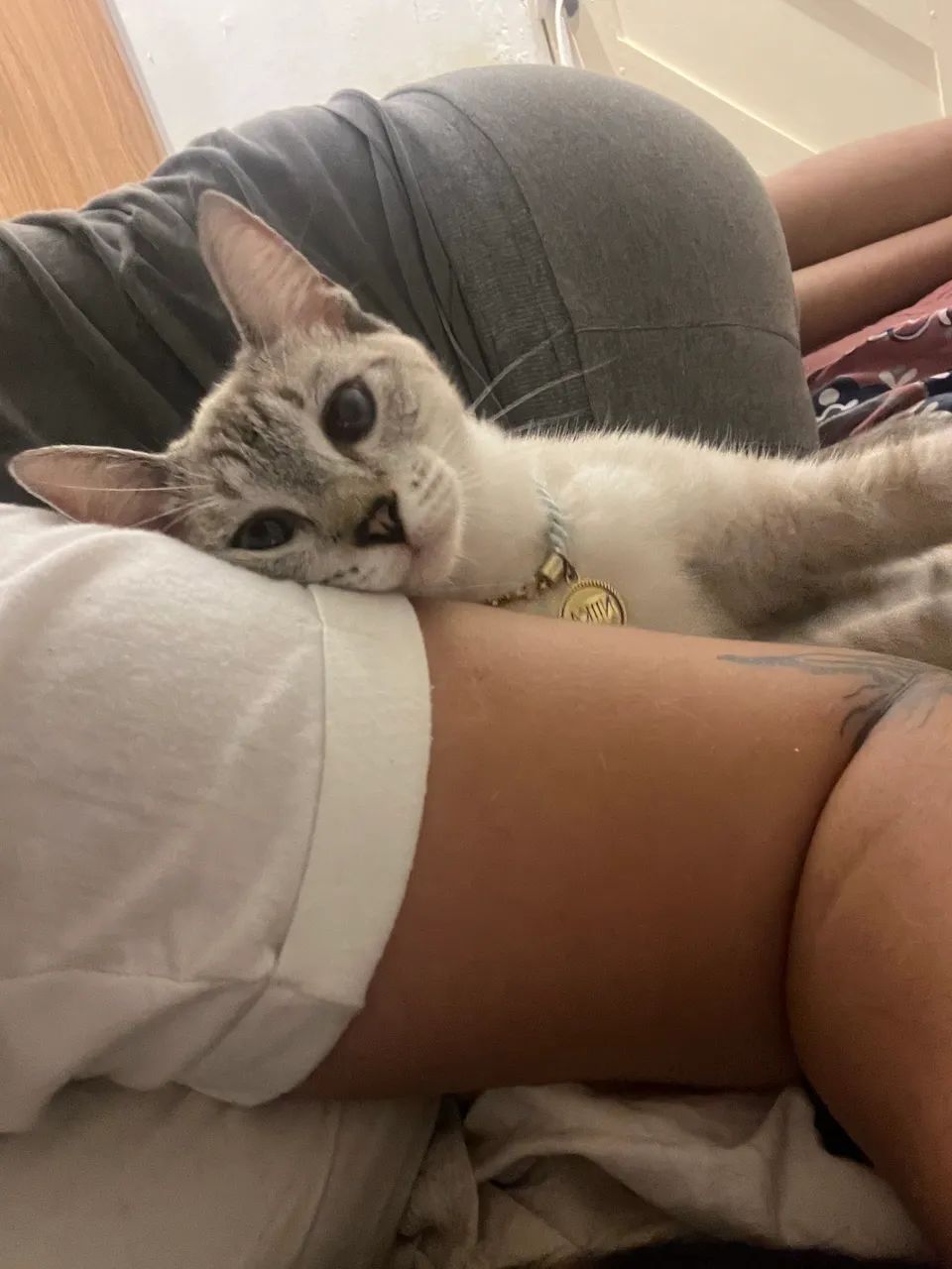 Gatinhos pra adoção responsável  - Foto 2