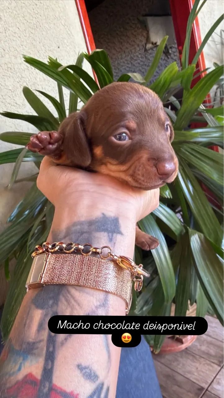 Dachshund macho 