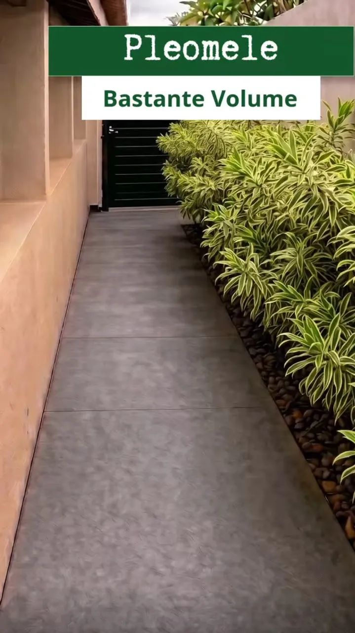 Mudas para corredor  - Foto 4