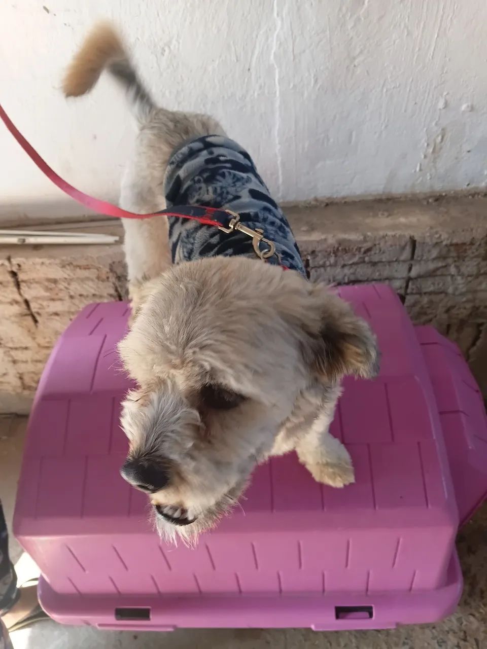 ANIMAL  - Foto 4