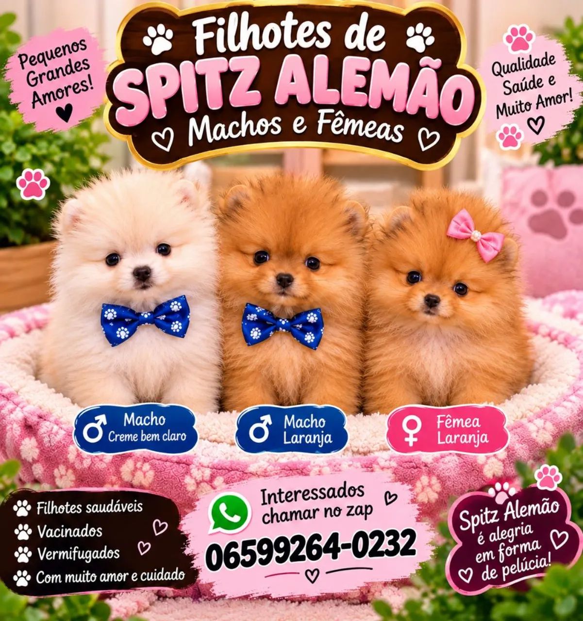 Spitz alemao filhotes 