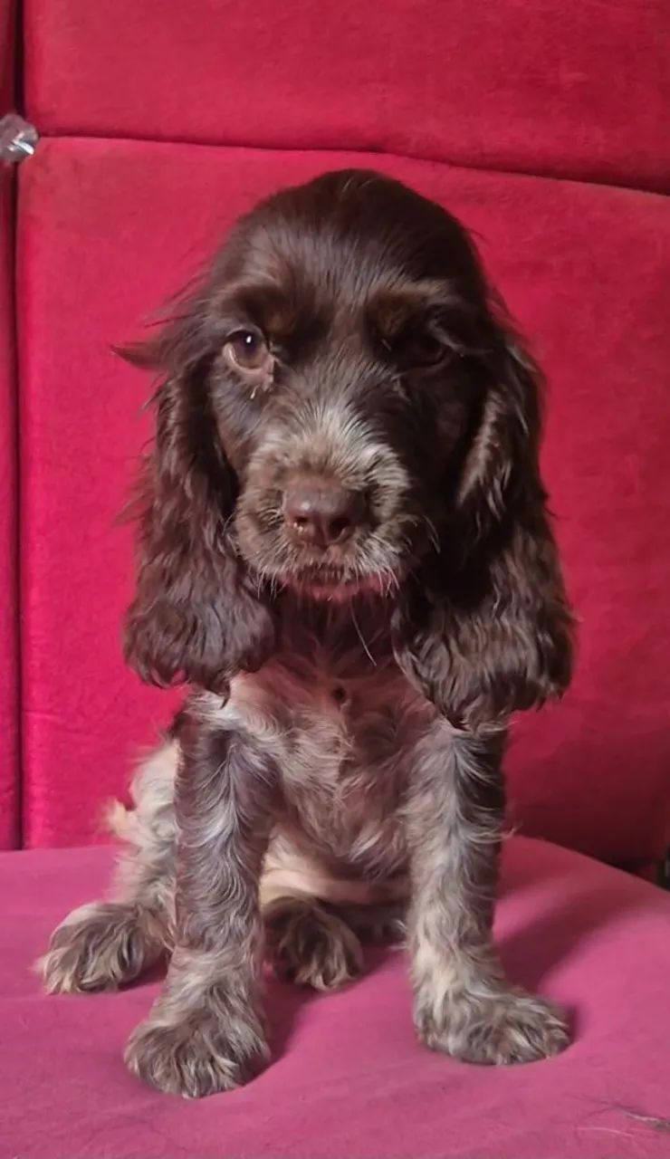 Filhote de Cocker Spaniel Inglês  - Foto 2