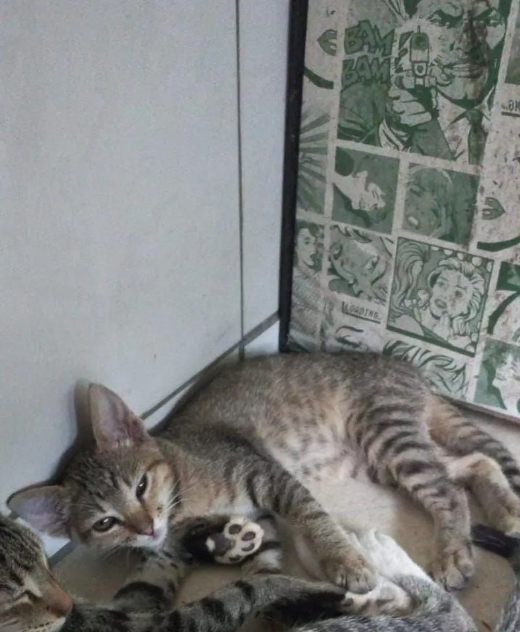 Doa se gatinho macho - Foto 2