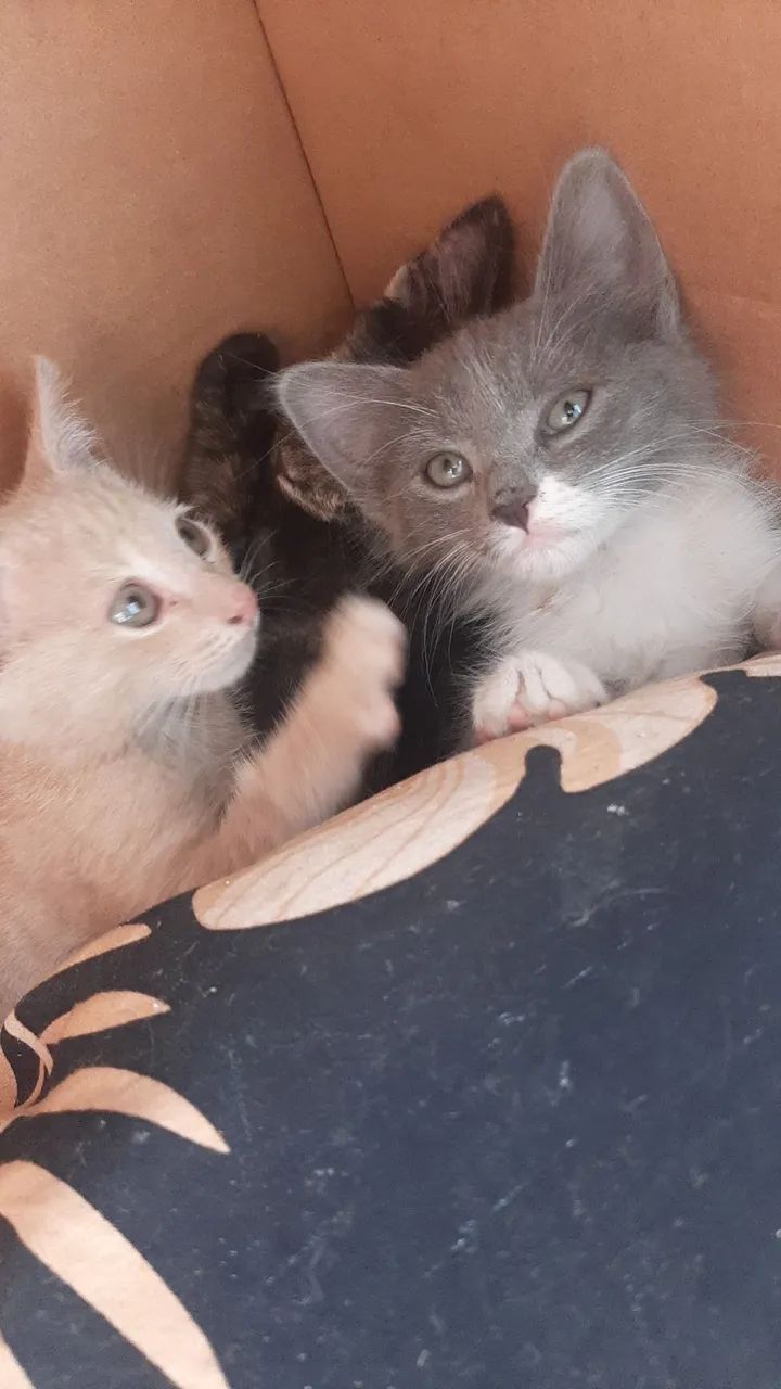 Gatinhos