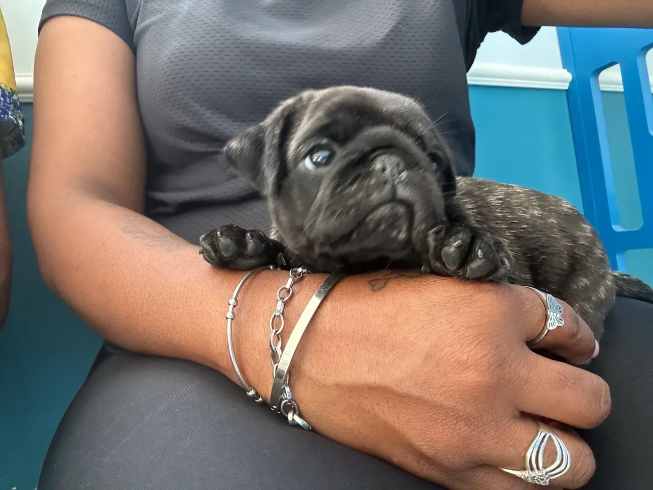 Pug legítimo  - Foto 4