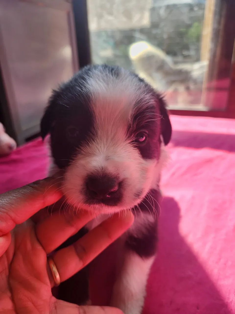 Border Collie - Foto 3