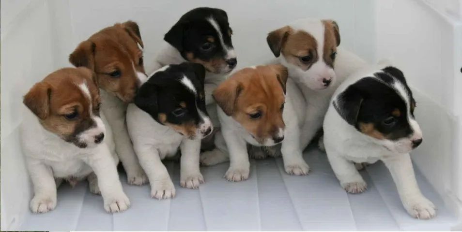 JACK RUSSEL