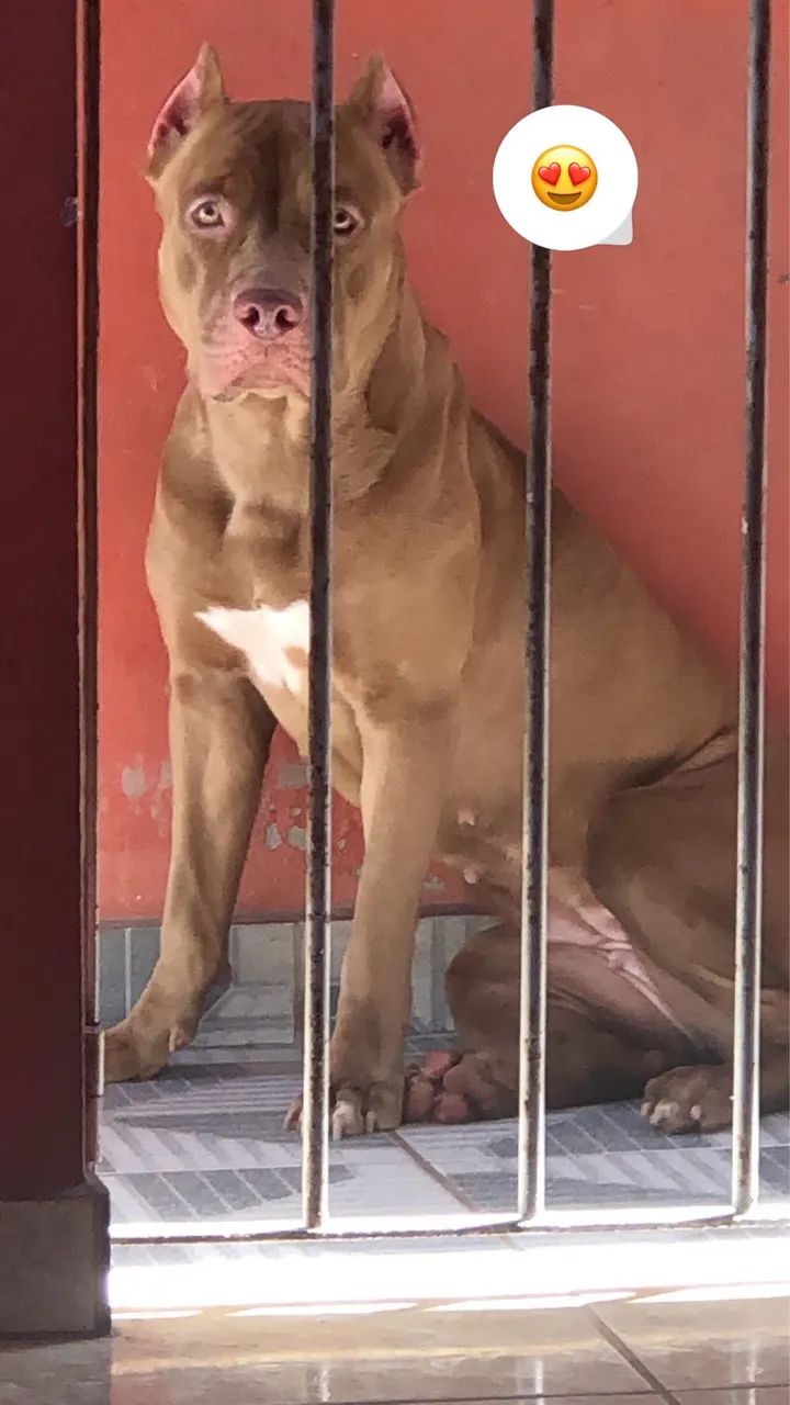 Filhotes de Pitbull  - Foto 3