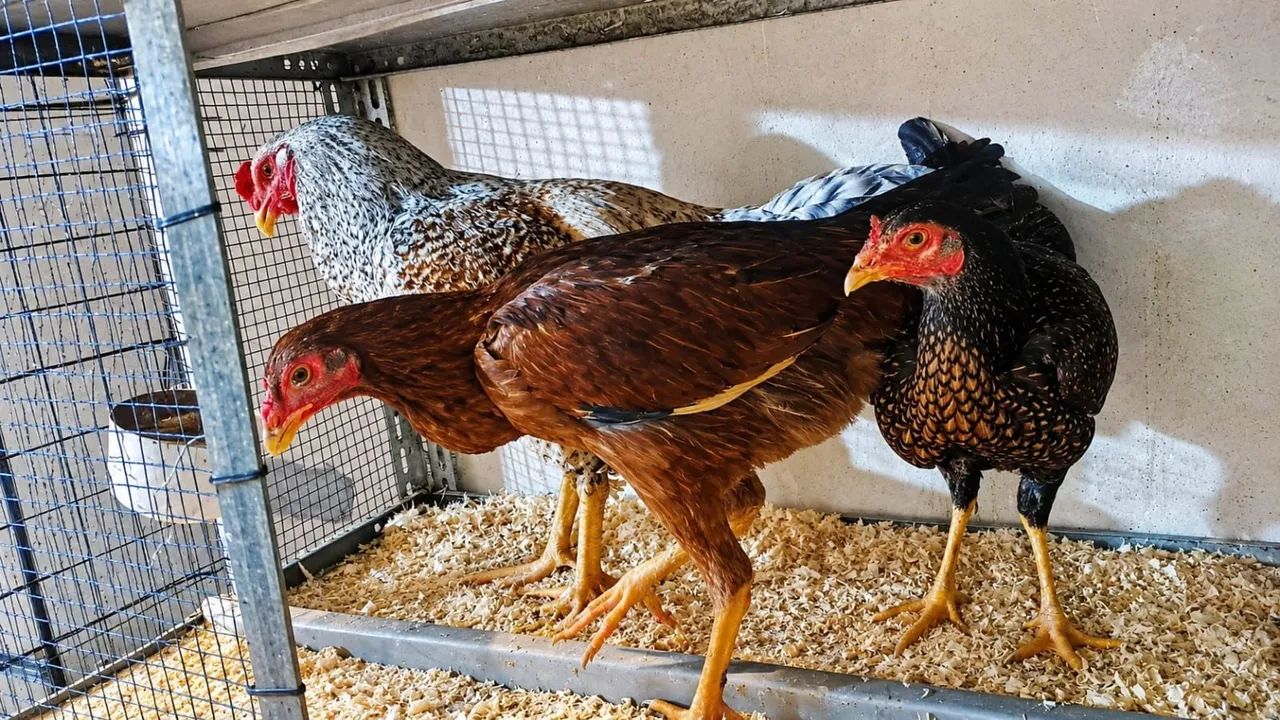 Vendo galo galinhas e codornas  - Foto 3