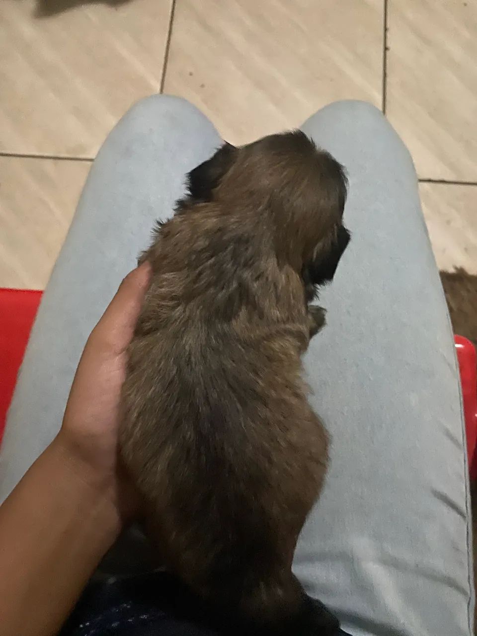 Filhotes de SHIH TZU  - Foto 5