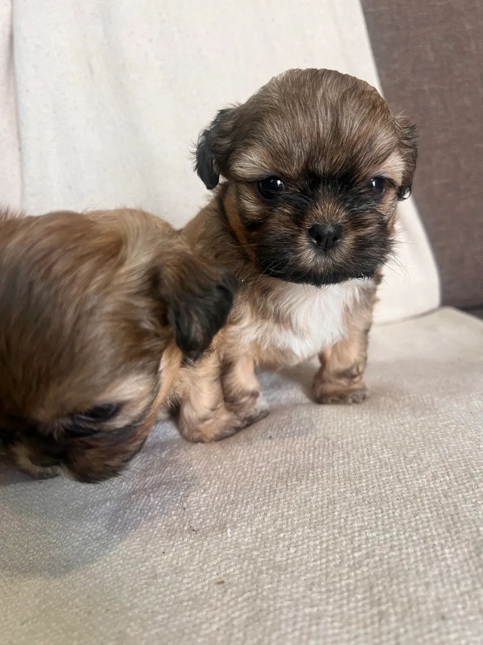 Cachorro  - Foto 2