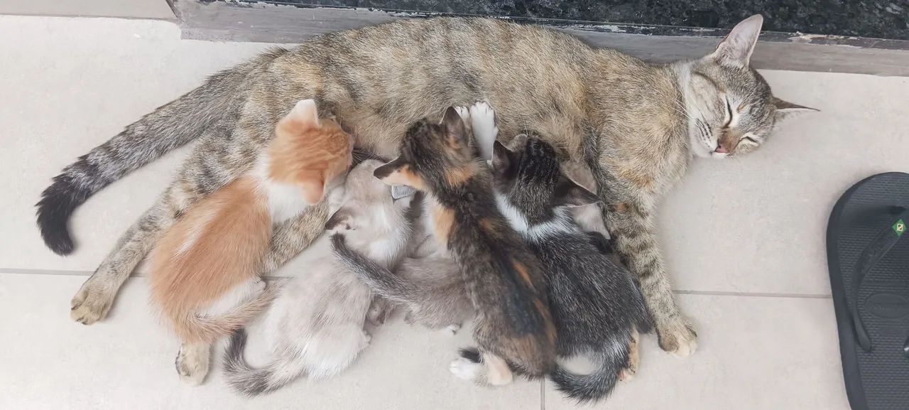 Doação de gatos