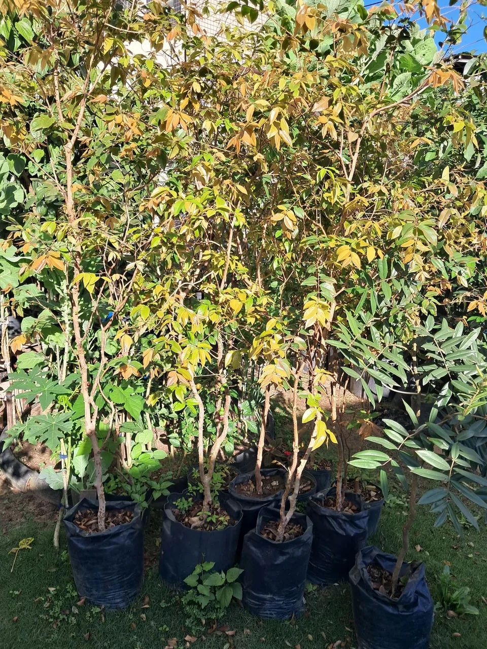 Vendo mudas frutíferas  - Foto 3