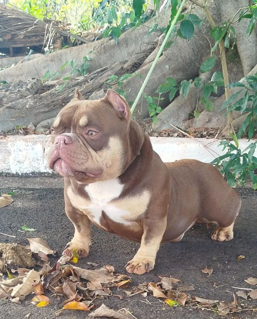 American Bully  - Foto 2