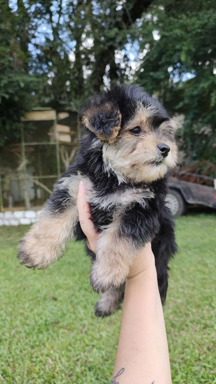 Yorkpoo ( York com poodle ) machos  - Foto 3