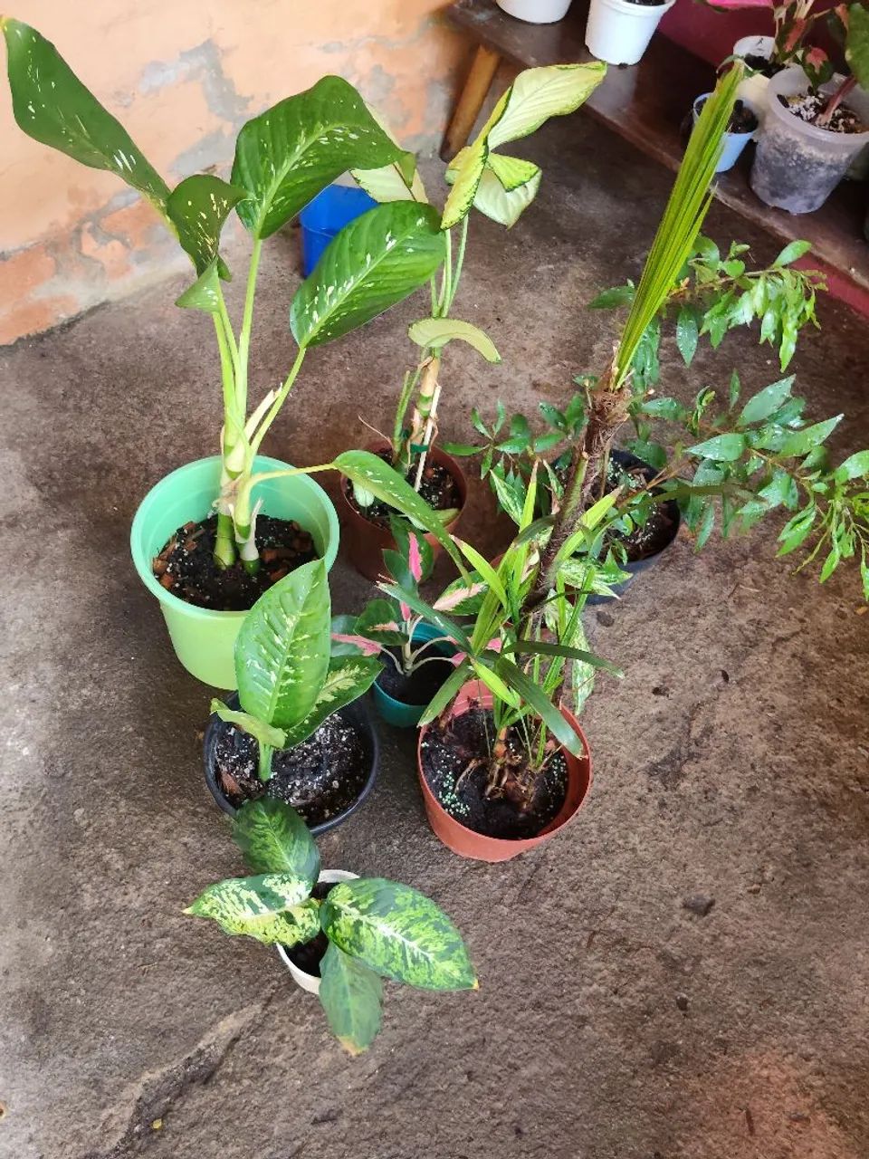 Vendo kit de plantas   - Foto 2