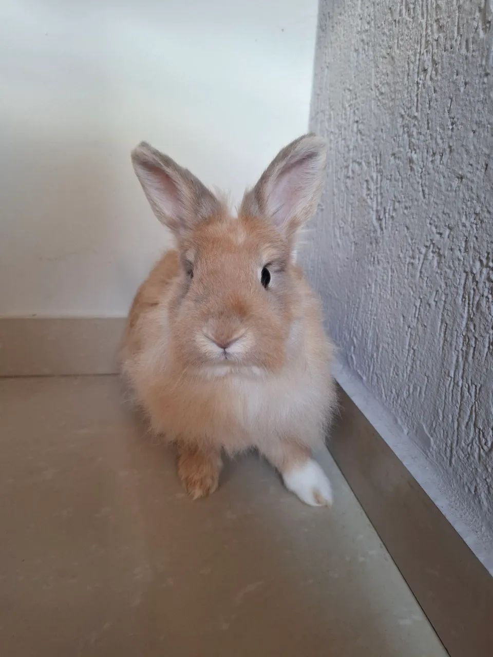 Coelha Lion - Foto 3