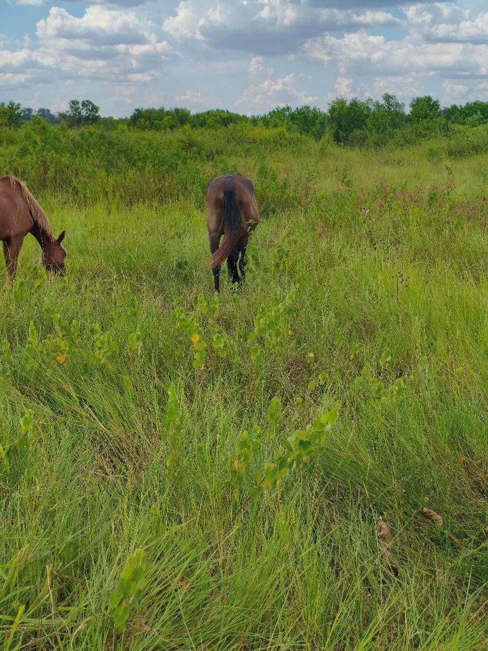 Cavalo manso a venda 