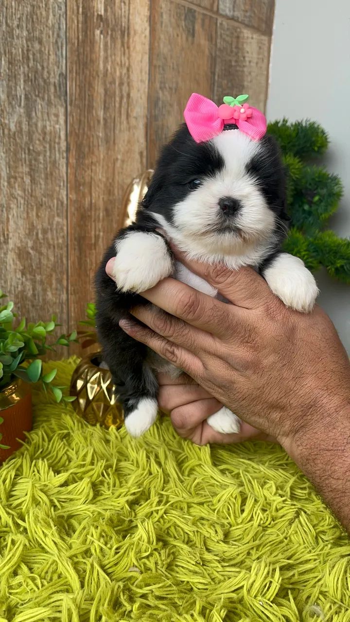 Fêmea ShihTzu  - Foto 3