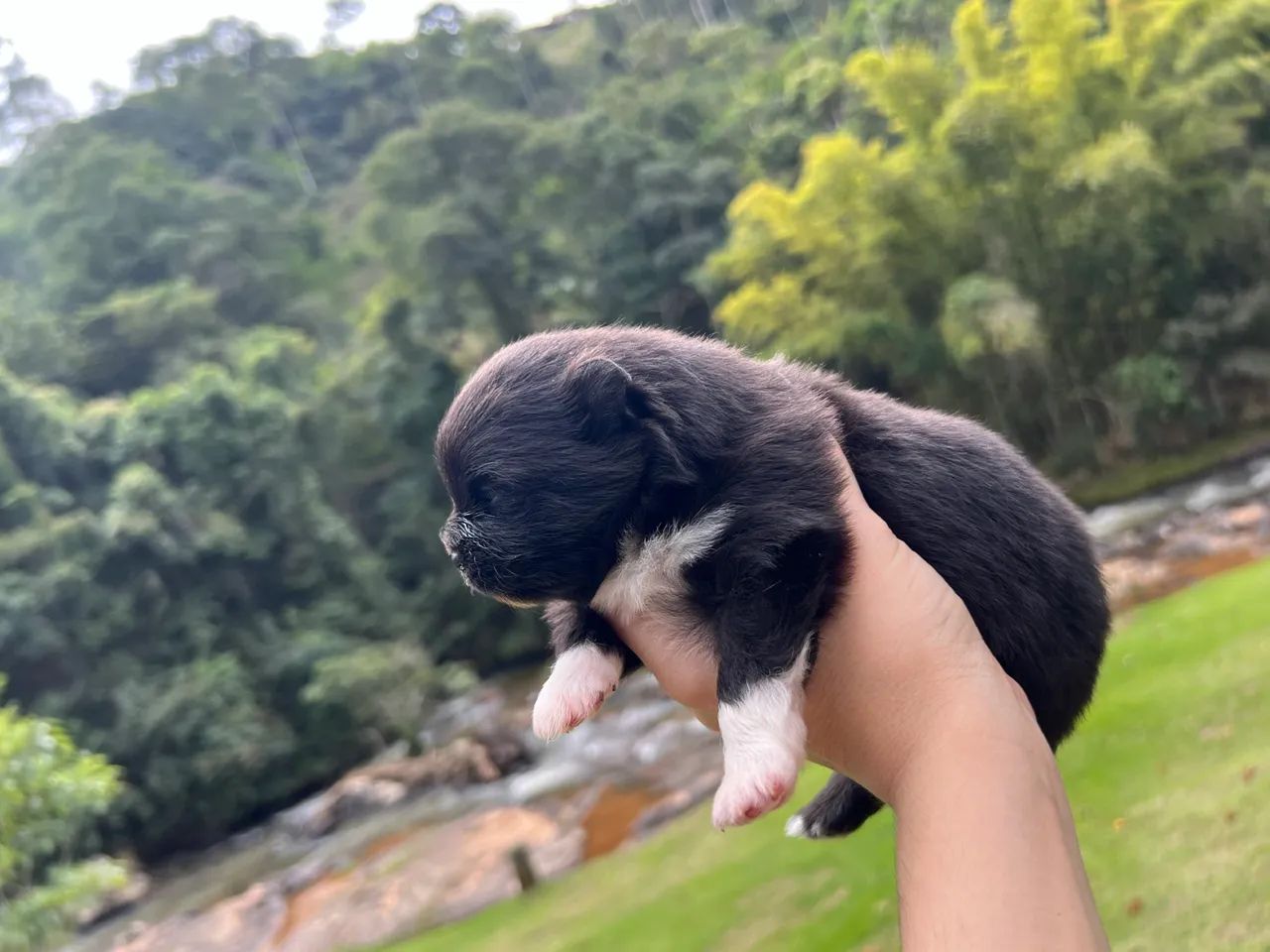 Spitz alemão macho - Foto 4