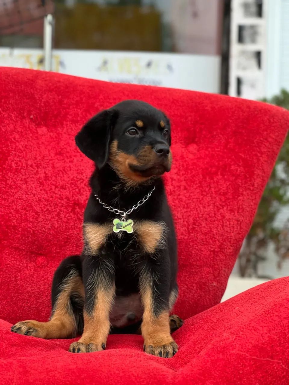 Cachorro  - Foto 4