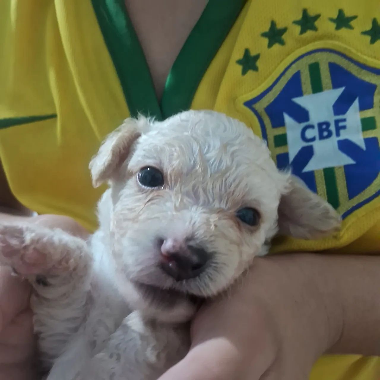 Cachorro  - Foto 2