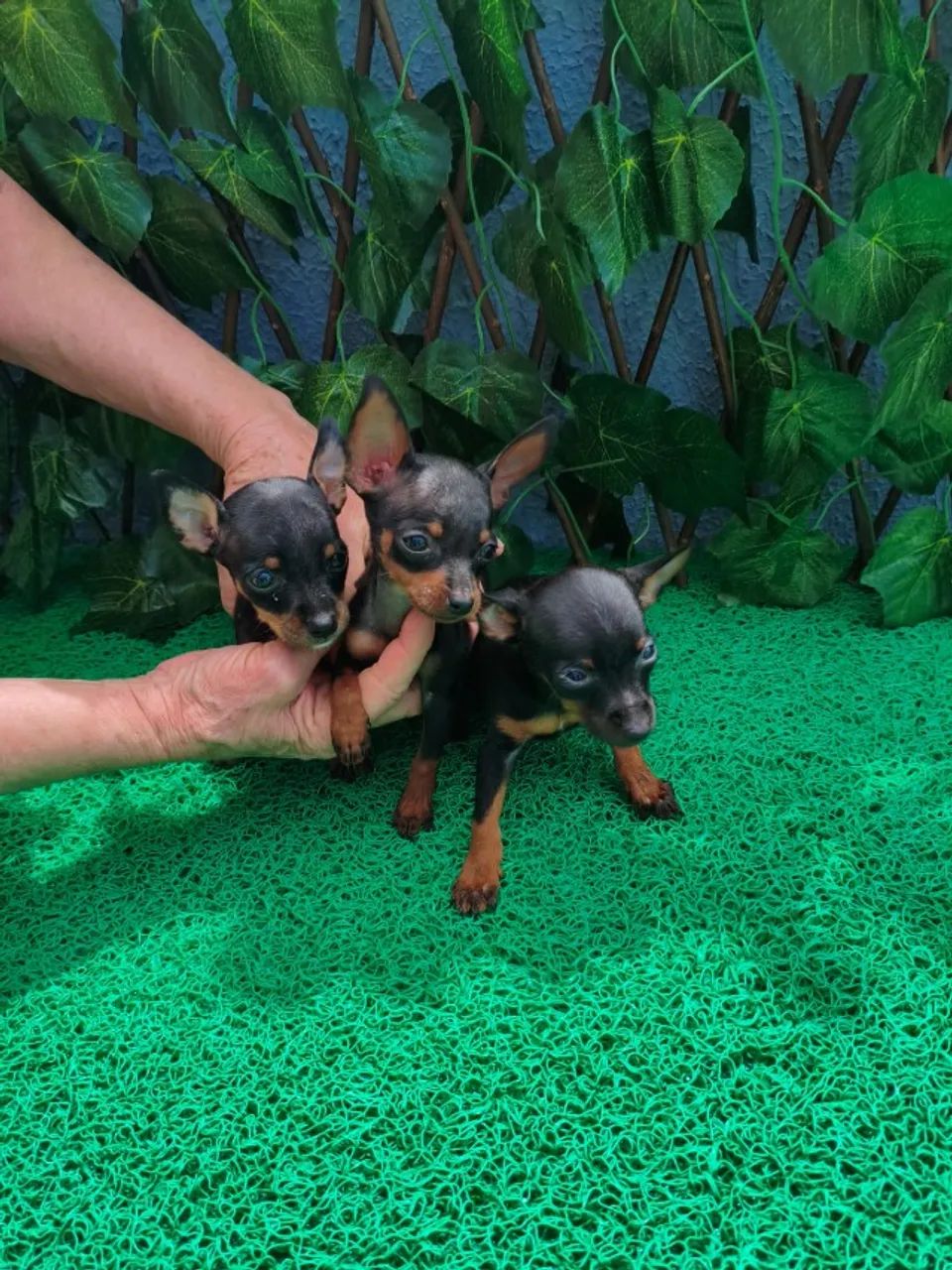 Pinscher macho e fêmea dóceis e carinhosos - WhatsApp