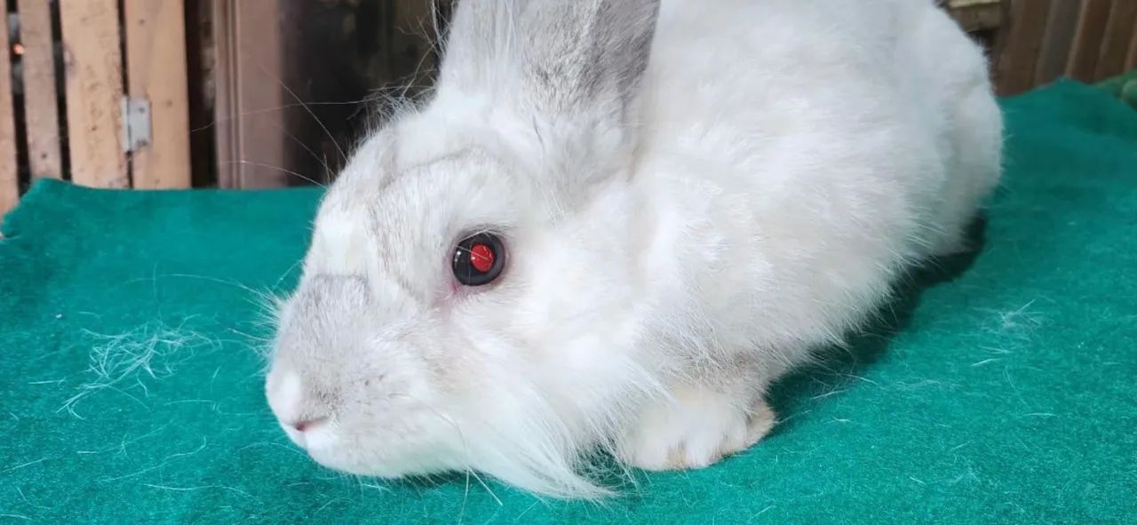 Coelhos mini e gigante  - Foto 4