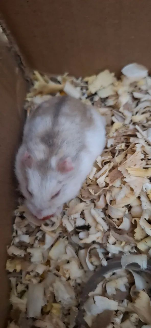 Hamster anão russo65579489318914123