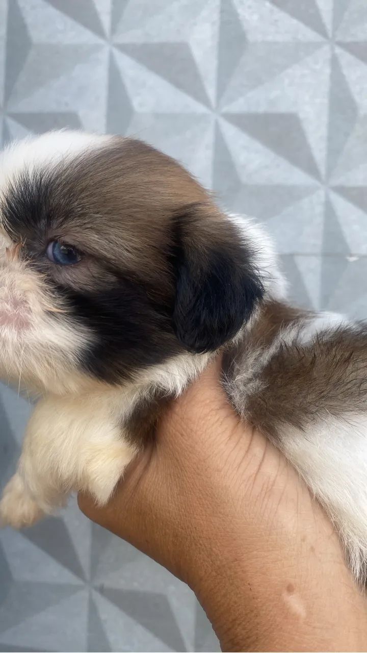 Shihtzu macho 