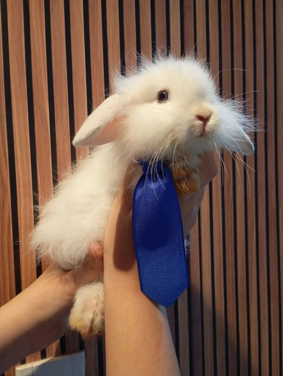 Filhote mini loop - Foto 2