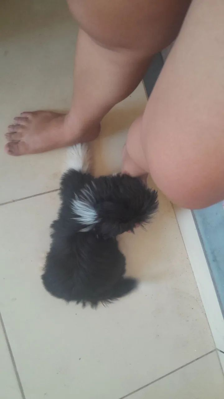 Shihtzu femia - Foto 2
