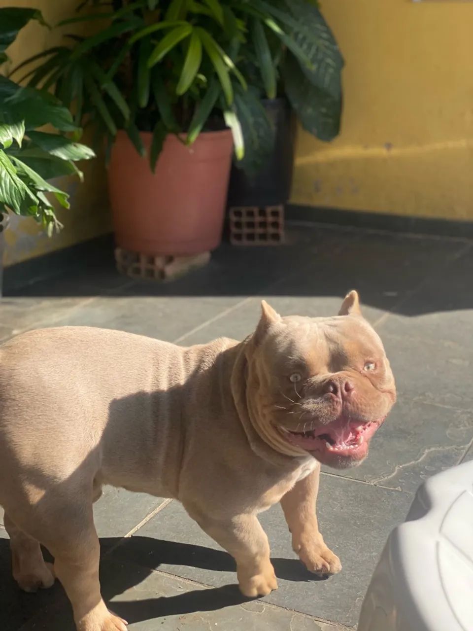 American bully pocket - Foto 2