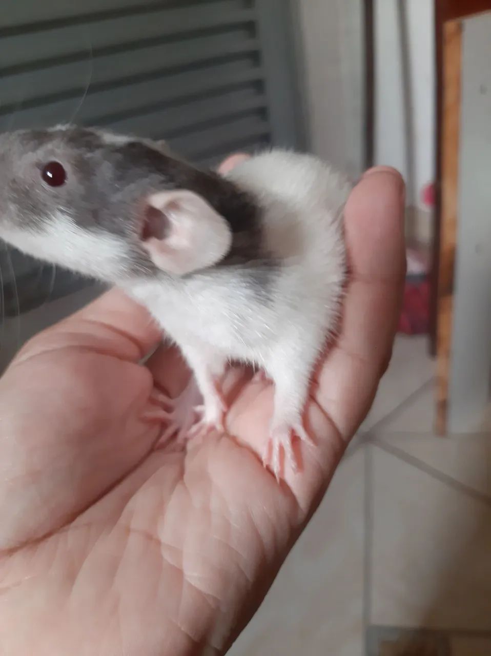 Rato twister  - Foto 3