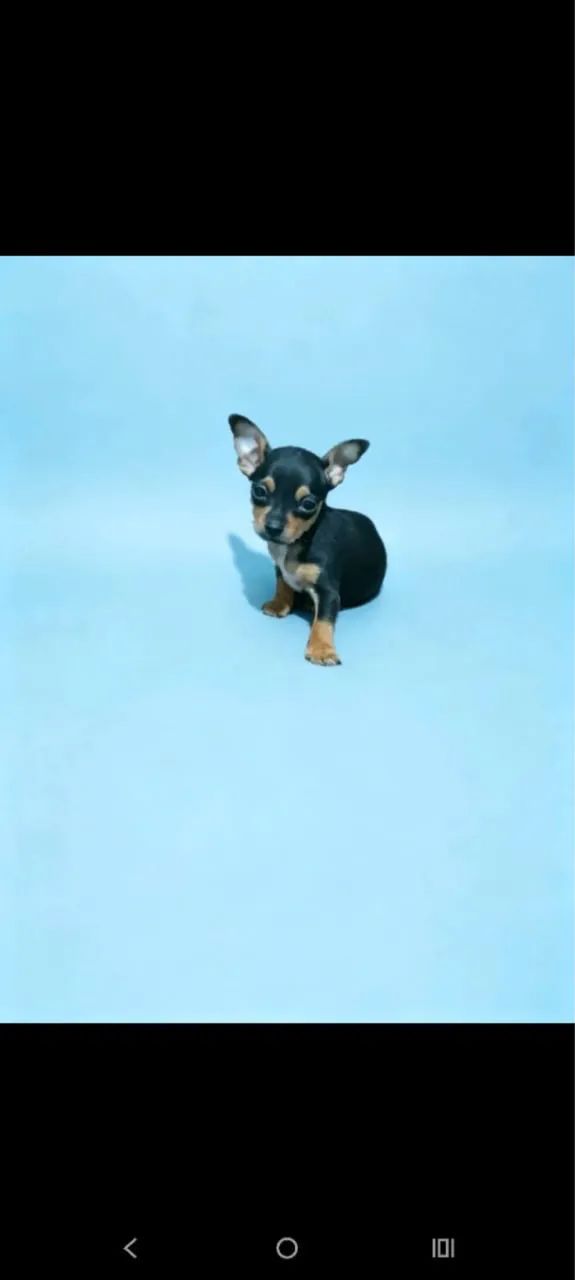 Pinscher 