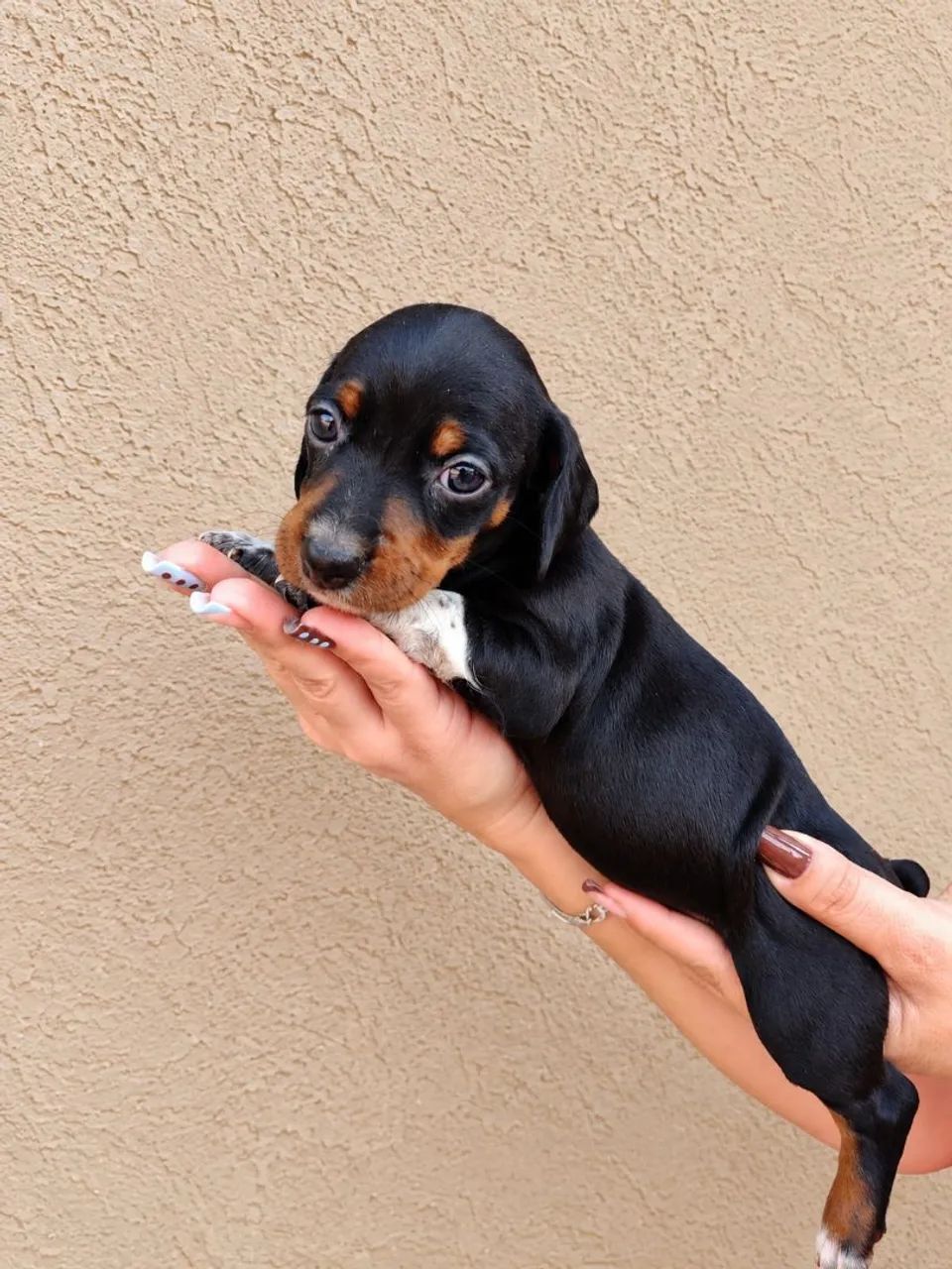 Dachshund  - Foto 3