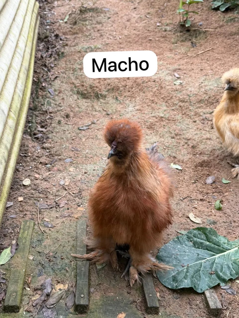 Galinhas Sedosa do Japão - Foto 4