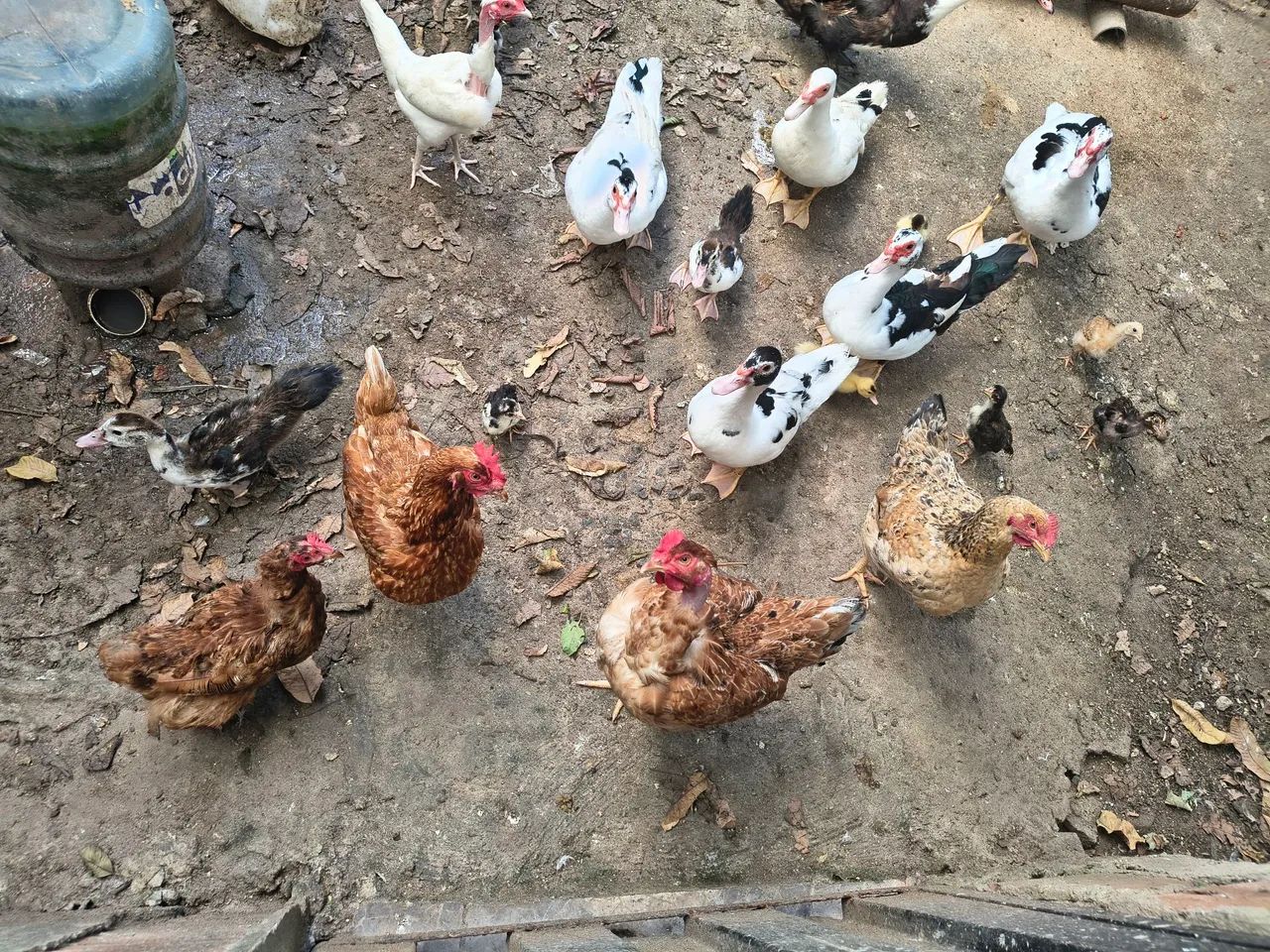 Galinhas e patos  - Foto 2