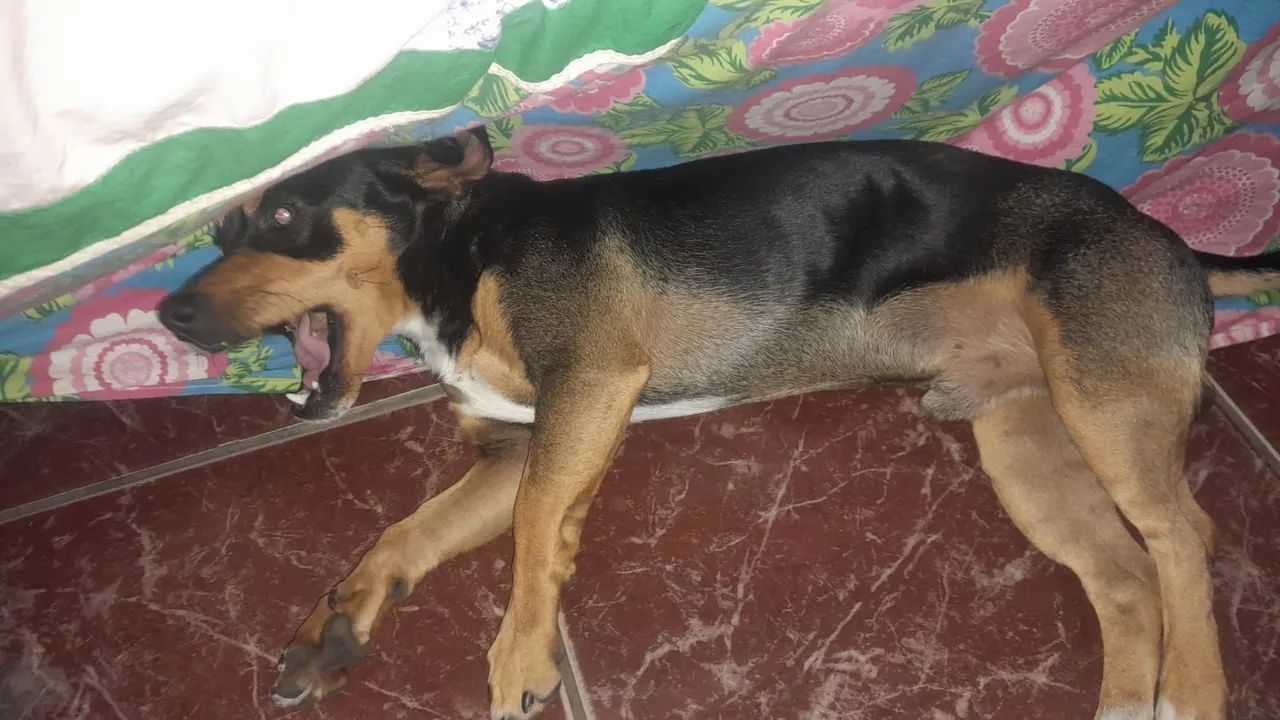 Doa-se URGENTE - Foto 4