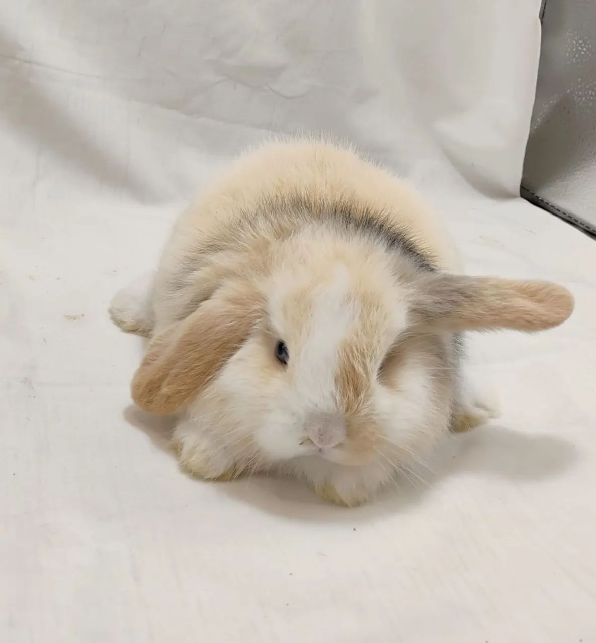 Mini Lop Mini Coelhos  - Foto 4