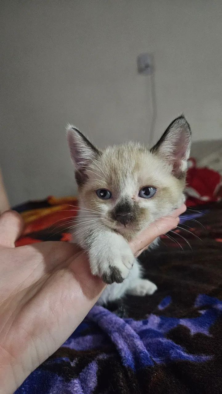 Gatos Doação  - Foto 2