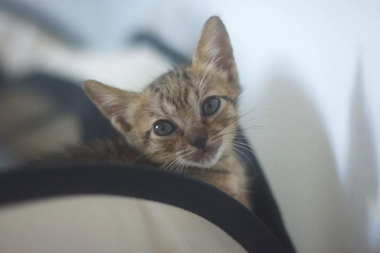 Filhotes de gato para adoção  - Foto 5
