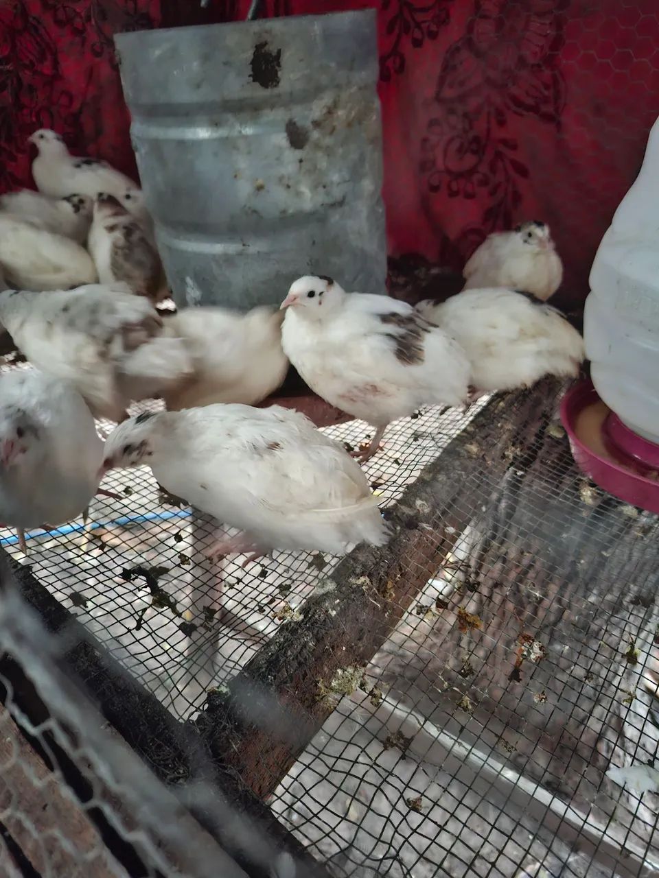 Vendo codornas - Foto 2