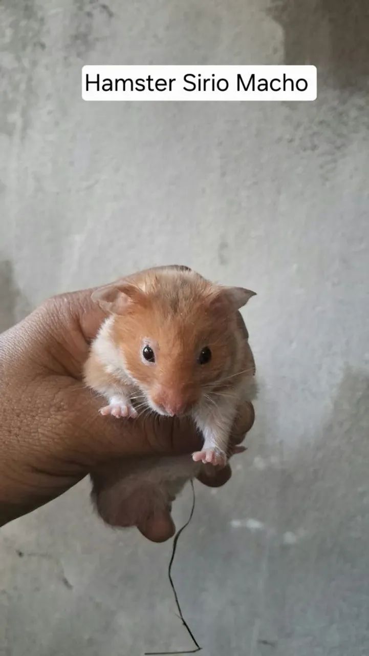 Hamster sirio  - Foto 2