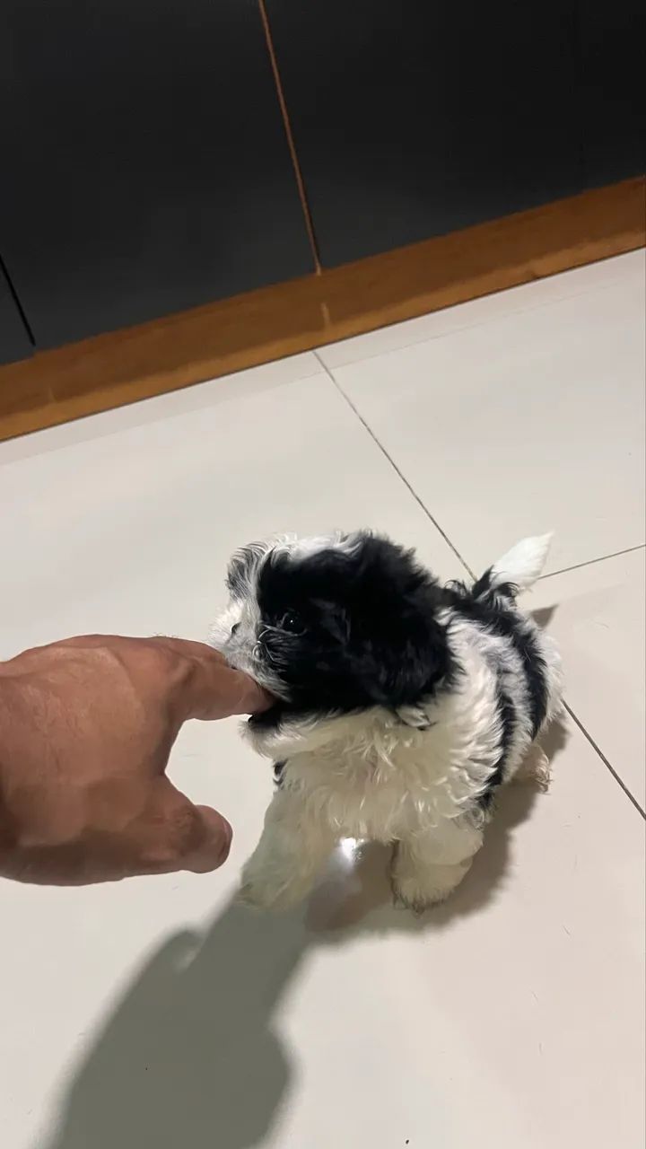 Shih Tzu - Foto 5
