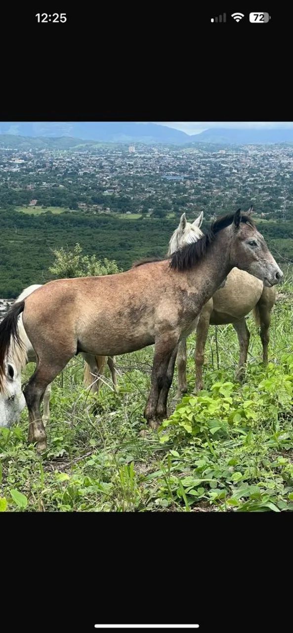 Cavalo  - Foto 2