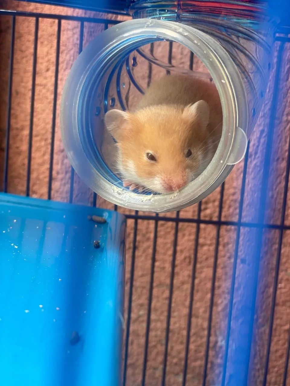 Vende-se hamster sírio 