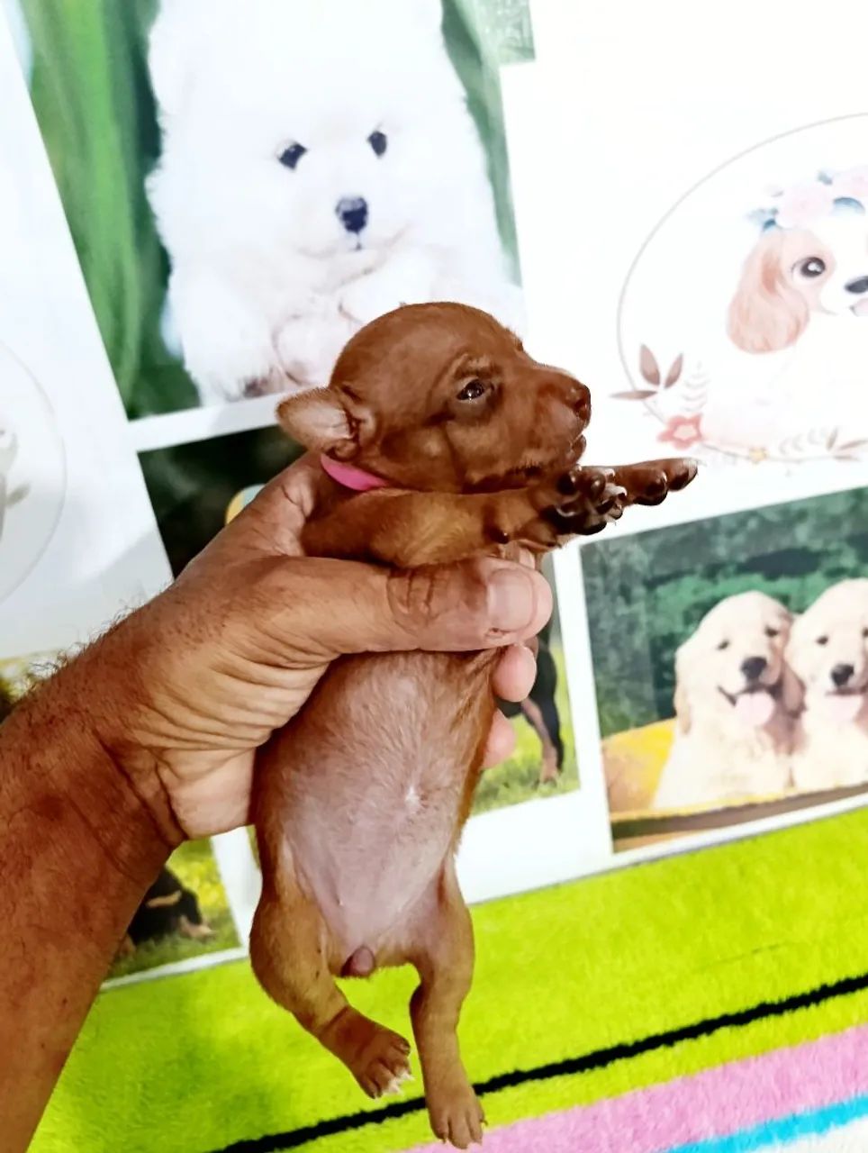 Pinscher miniaturas