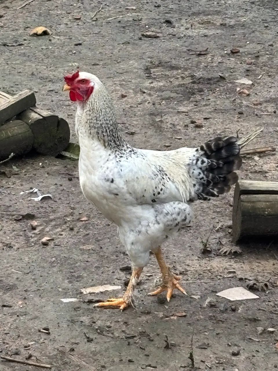 Galos 
